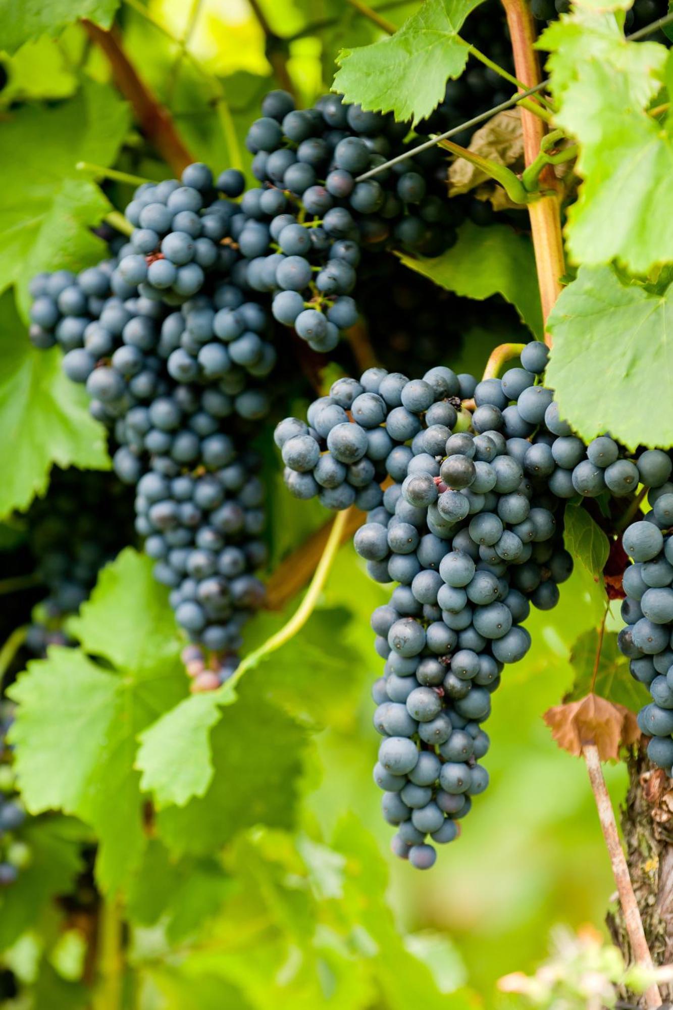 Wein- Und Sektgut Markus Hensler Briedel Extérieur photo