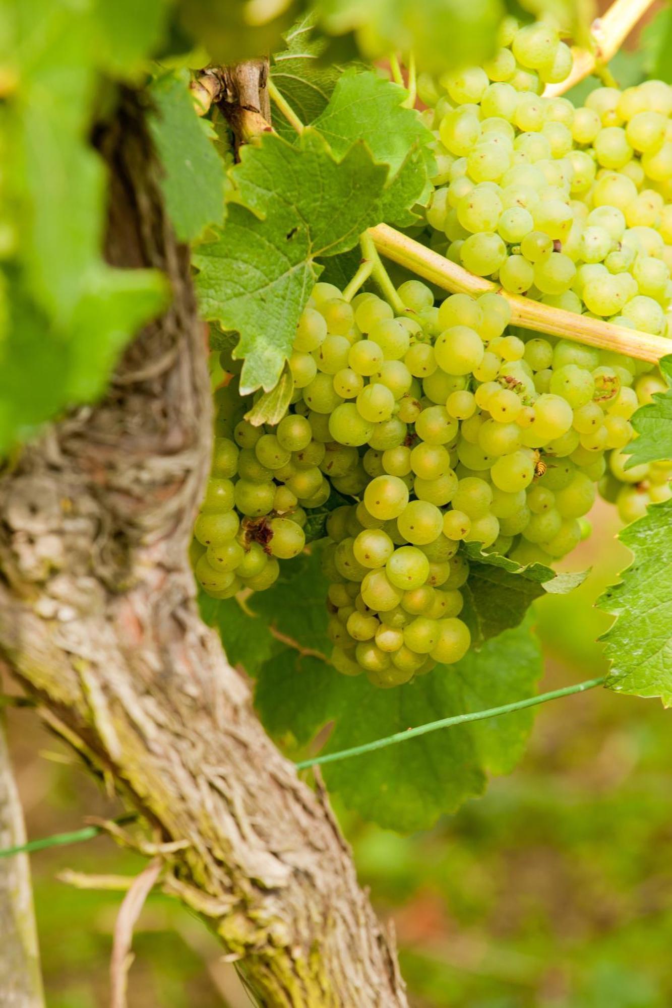 Wein- Und Sektgut Markus Hensler Briedel Extérieur photo
